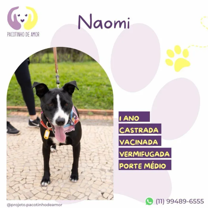 Cachorro ra a SRD-ViraLata idade 1 ano nome Naomi