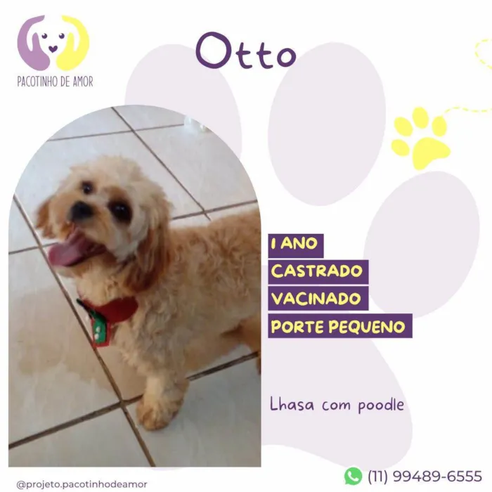 Cachorro ra a SRD-ViraLata idade 1 ano nome Otto 1 ano