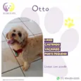 Otto 1 ano