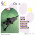 Otto 90 dias