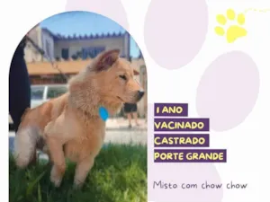 Cachorro raça SRD-ViraLata idade 1 ano nome Dudu