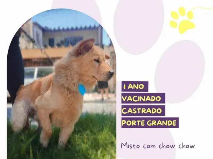Cachorro ra a SRD-ViraLata idade 1 ano nome Dudu