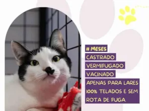 Gato raça SRD-ViraLata idade 7 a 11 meses nome Du