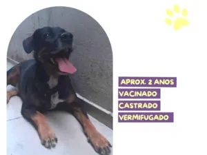 Cachorro raça SRD-ViraLata idade 2 anos nome Gigante Emílio
