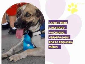 Gato raça SRD-ViraLata idade 1 ano nome Juninho