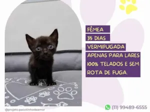Gato raça SRD-ViraLata idade Abaixo de 2 meses nome Lily