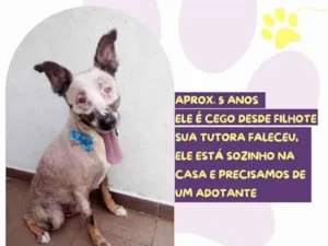 Cachorro raça SRD-ViraLata idade 5 anos nome Lupy