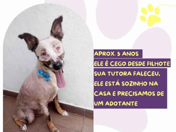 Cachorro ra a SRD-ViraLata idade 5 anos nome Lupy