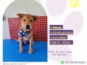Cachorro raça SRD-ViraLata idade 2 a 6 meses nome Marley