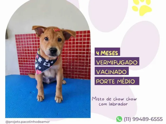 Cachorro ra a SRD-ViraLata idade 2 a 6 meses nome Marley