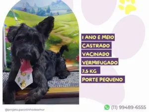Cachorro raça SRD-ViraLata idade 1 ano nome Max