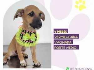 Cachorro raça SRD-ViraLata idade 2 a 6 meses nome Meg