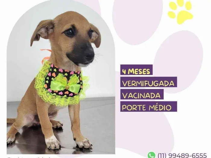 Cachorro ra a SRD-ViraLata idade 2 a 6 meses nome Meg