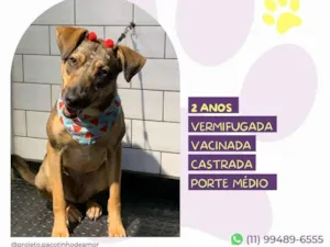 Cachorro raça SRD-ViraLata idade 2 anos nome Maraisa