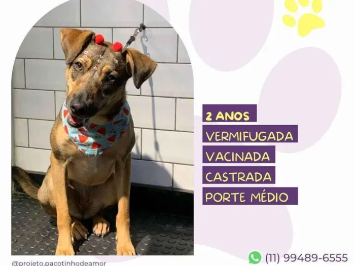 Cachorro ra a SRD-ViraLata idade 2 anos nome Maraisa
