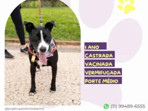 Cachorro raça SRD-ViraLata idade 1 ano nome Naomi