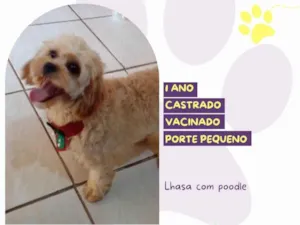 Cachorro raça SRD-ViraLata idade 1 ano nome Otto 1 ano