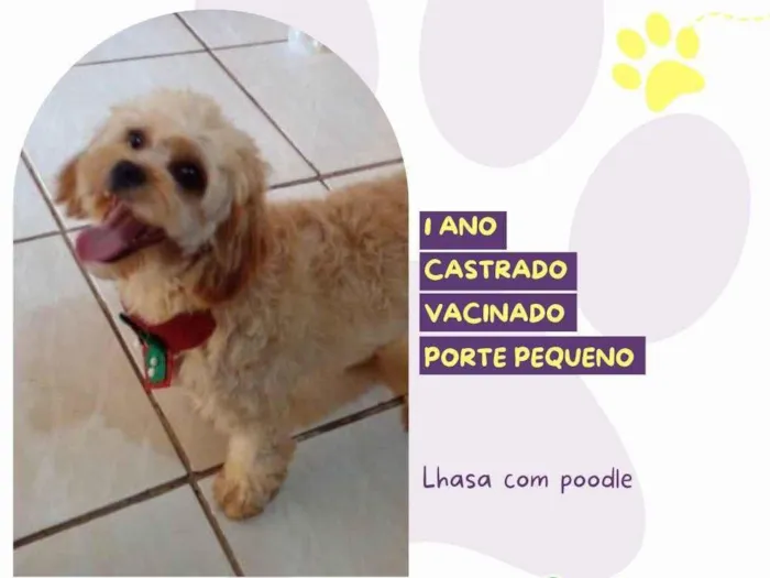 Cachorro ra a SRD-ViraLata idade 1 ano nome Otto 1 ano
