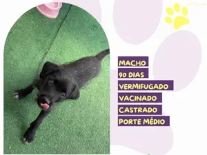 Cachorro raça SRD-ViraLata idade 2 a 6 meses nome Otto 90 dias