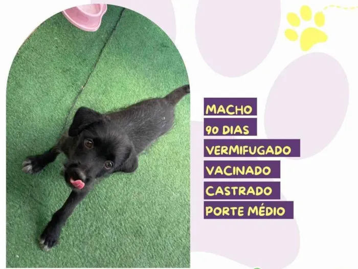 Cachorro ra a SRD-ViraLata idade 2 a 6 meses nome Otto 90 dias