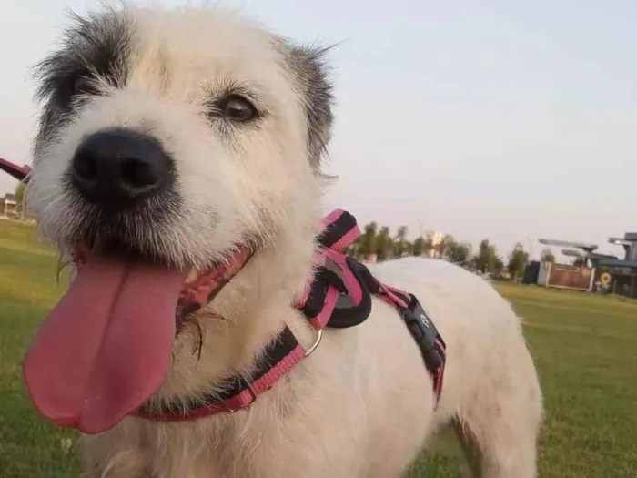 Cachorro ra a SRD-ViraLata idade 3 anos nome Zayra