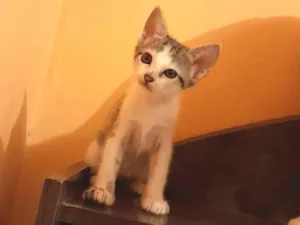 Gato raça  idade 2 a 6 meses nome A definir