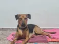 Belinha