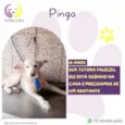 Pingo