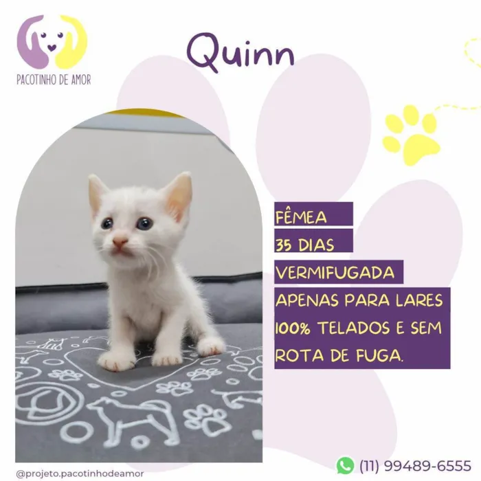 Gato ra a SRD-ViraLata idade Abaixo de 2 meses nome Quinn
