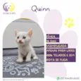 Quinn