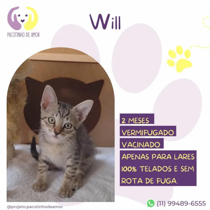 Cachorro ra a SRD-ViraLata idade 2 a 6 meses nome Will