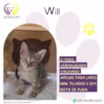 Will