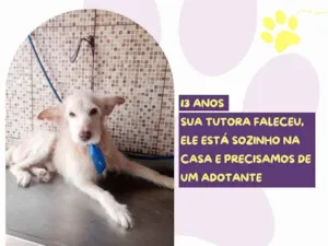 Cachorro raça SRD-ViraLata idade 6 ou mais anos nome Pingo