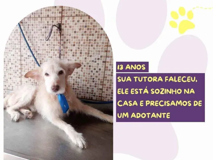 Cachorro ra a SRD-ViraLata idade 6 ou mais anos nome Pingo