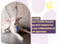Pingo