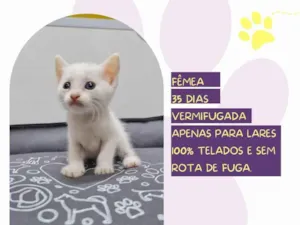 Gato raça SRD-ViraLata idade Abaixo de 2 meses nome Quinn