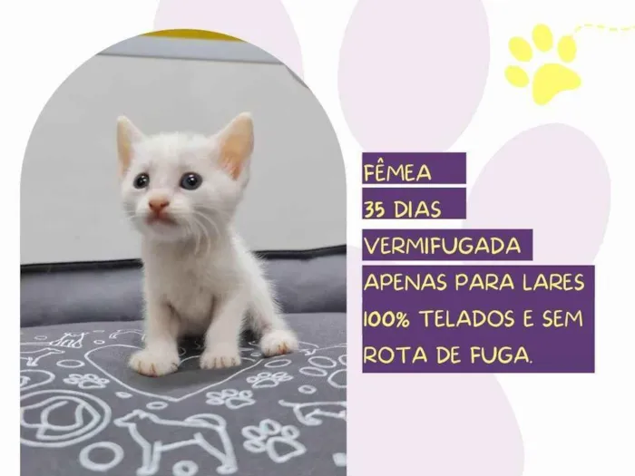 Gato ra a SRD-ViraLata idade Abaixo de 2 meses nome Quinn