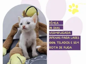 Gato raça SRD-ViraLata idade Abaixo de 2 meses nome Robin