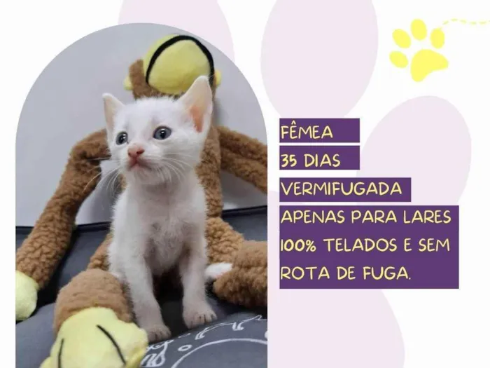 Gato ra a SRD-ViraLata idade Abaixo de 2 meses nome Robin