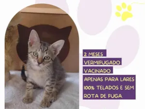 Cachorro raça SRD-ViraLata idade 2 a 6 meses nome Will