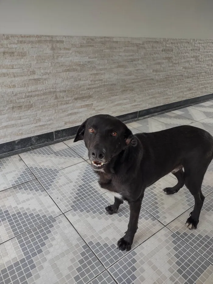 Cachorro ra a SRD-ViraLata idade 3 anos nome Bebê 