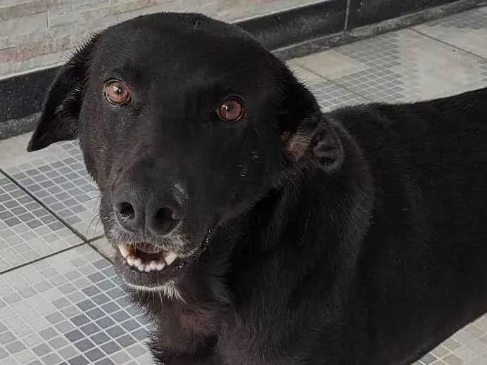 Cachorro ra a SRD-ViraLata idade 3 anos nome Bebê 