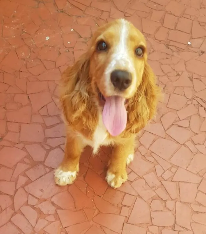 Cachorro ra a Cocker Spaniel  idade 7 a 11 meses nome Sky