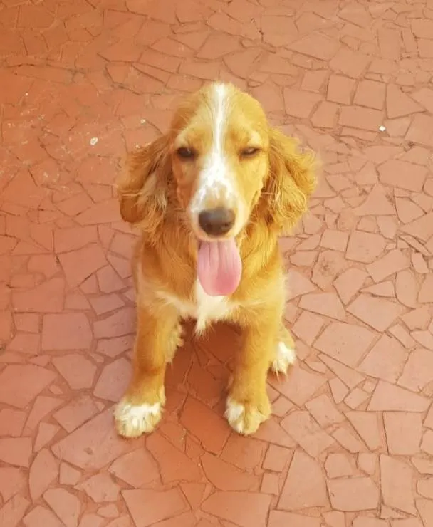 Cachorro ra a Cocker Spaniel  idade 7 a 11 meses nome Sky