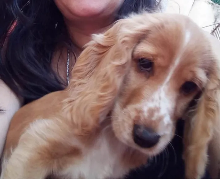 Cachorro ra a Cocker Spaniel  idade 7 a 11 meses nome Sky