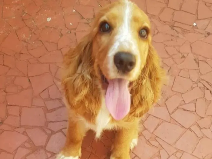 Cachorro ra a Cocker Spaniel  idade 7 a 11 meses nome Sky