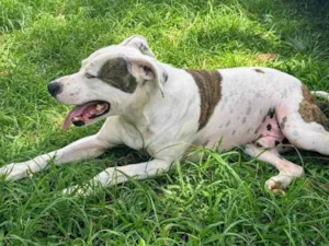 Cachorro raça Pit-Bull idade 2 anos nome Theo 