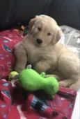 Bolt