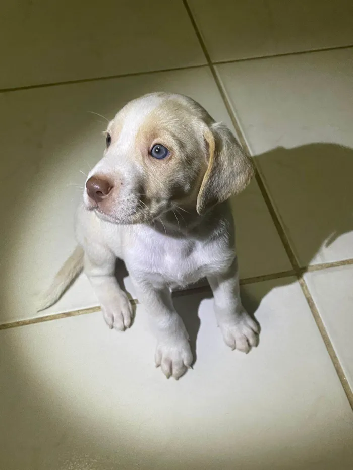 Cachorro ra a SRD-ViraLata idade Abaixo de 2 meses nome Duc