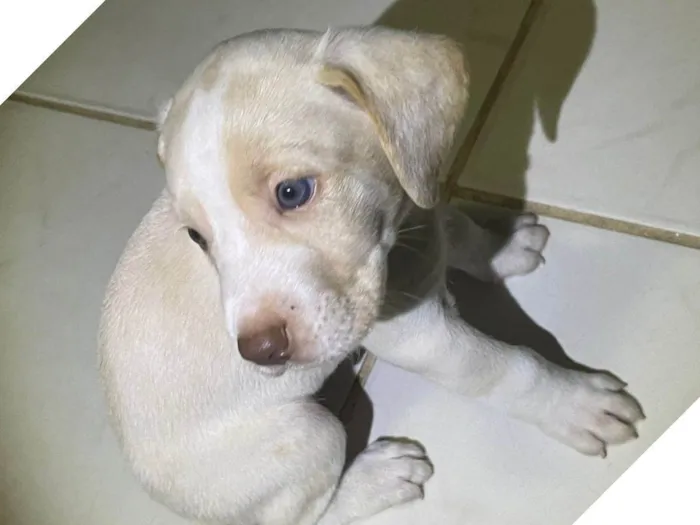 Cachorro ra a SRD-ViraLata idade Abaixo de 2 meses nome Duc